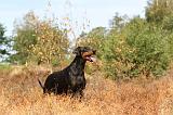 DOBERMANN 115